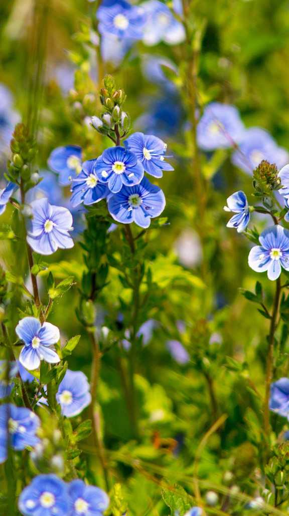 A field of blue flowers with green stems and leaves.