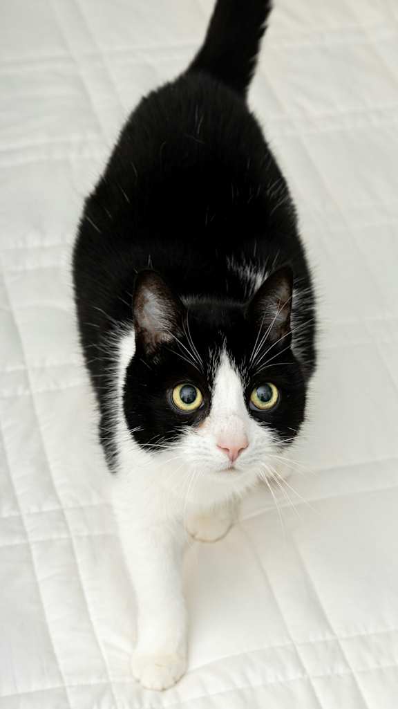 A black and white cat with a pink nose is looking up.