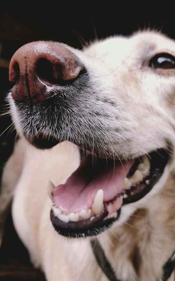 A close-up of a dog's nose and mouth.