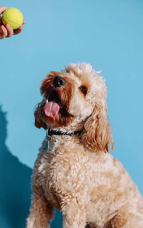 A dog is holding a tennis ball in its mouth.