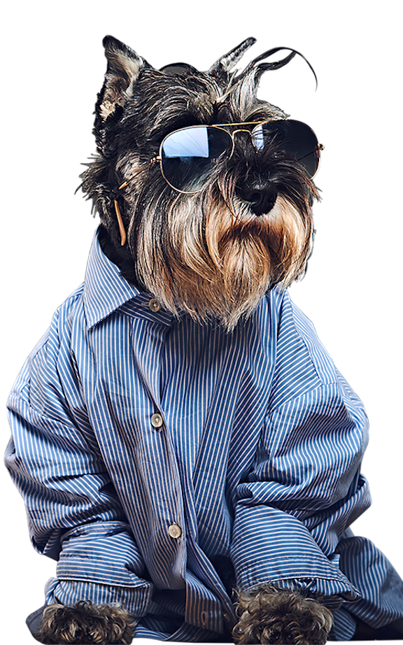 A dog wearing sunglasses and a striped shirt.