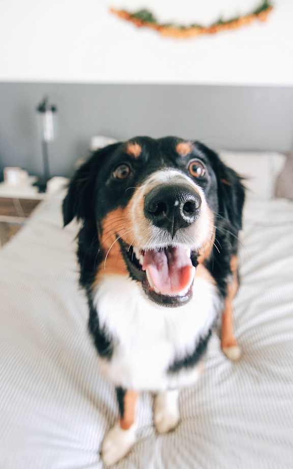 A happy dog with its mouth open and tongue out.