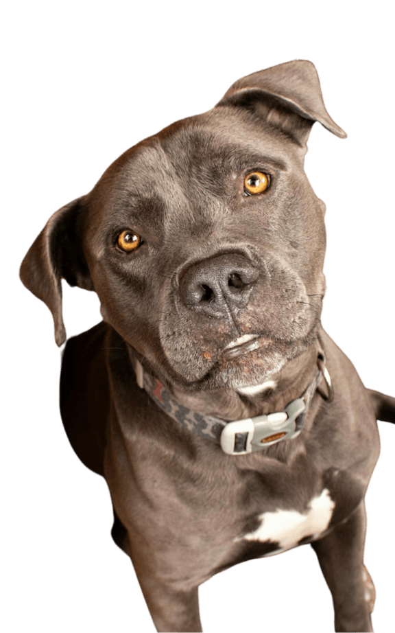 A brown dog with a collar and a tag on its ear is looking up.