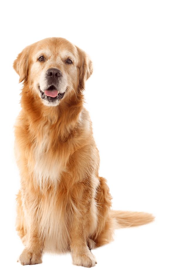 A happy Golden Retriever is sitting and looking forward.