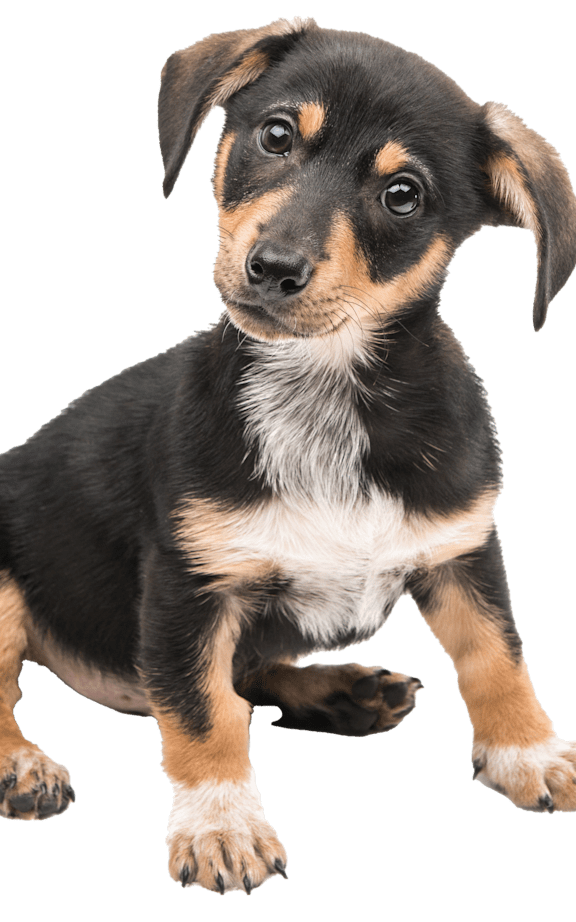 A black and tan puppy with a white chest and paws is sitting.