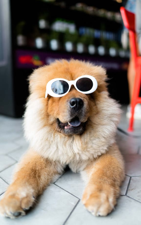 a dog wearing sunglasses and lying on the ground