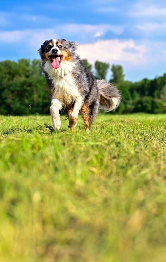 A dog is running in a grassy field.