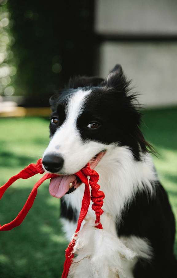 Pet-Friendly Apartments at The Prescott Luxury Apartments in Austin TX