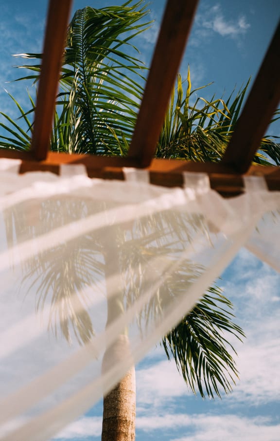 the view of a palm tree from under a hammock at The Max on Jefferson Apartments, Murrieta, California