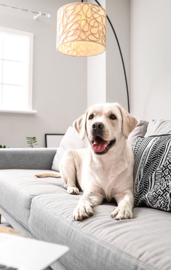 a dog sitting on a couch in a living room