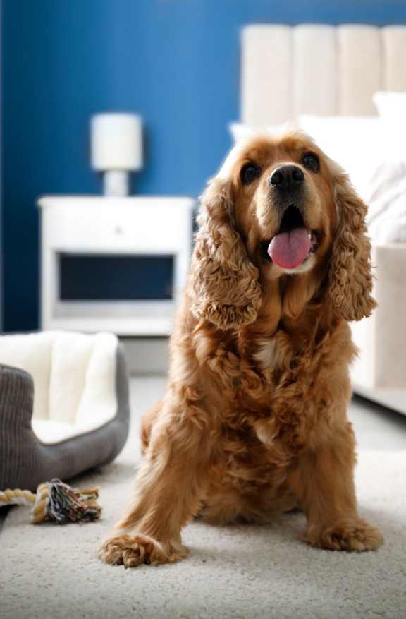 A brown dog with a white bed in the background.