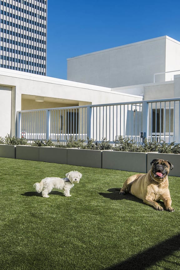 Olive DTLA Pet Area at Olive DTLA, California, 90015