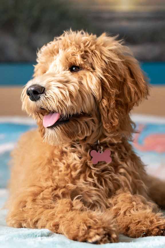A small brown dog with a pink tag on its collar is sitting on a bed.