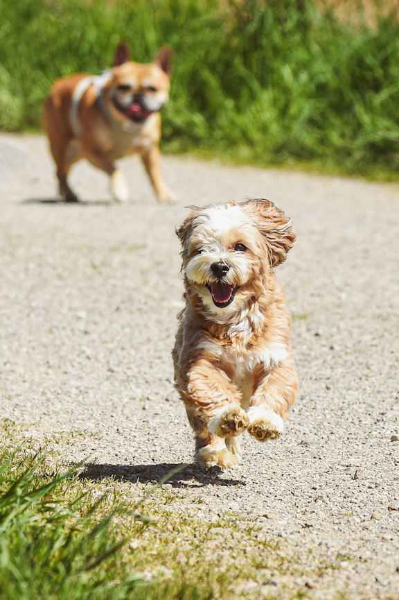 Two dogs running on a road.