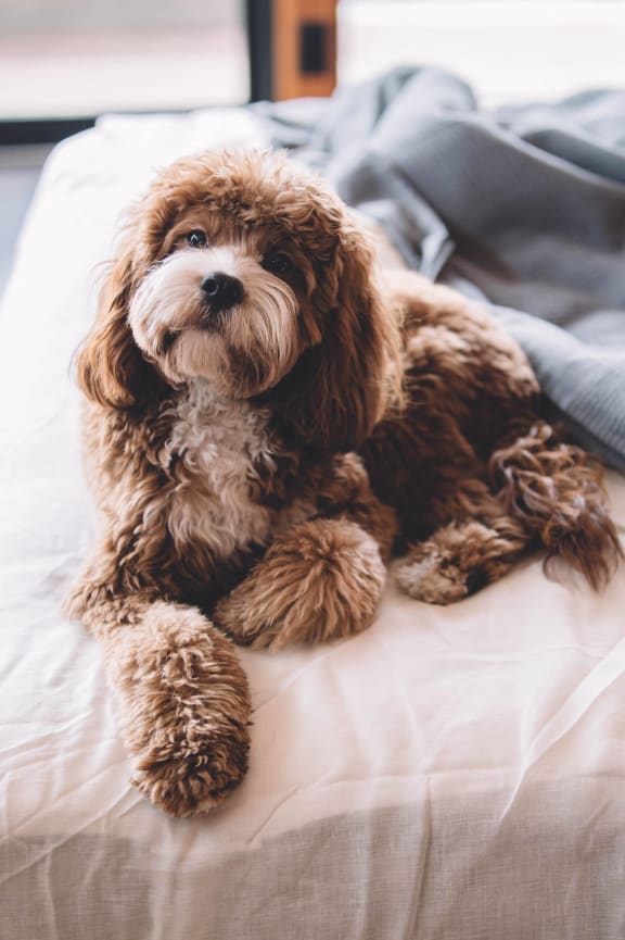 a brown dog laying on a bed