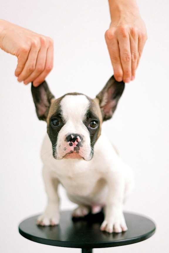 A small dog with black and white fur is being petted by a person.
