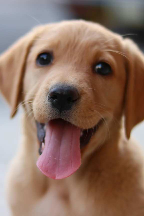 A cute little puppy with its tongue out.