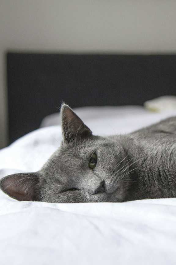 A grey cat is lying on a white bed.