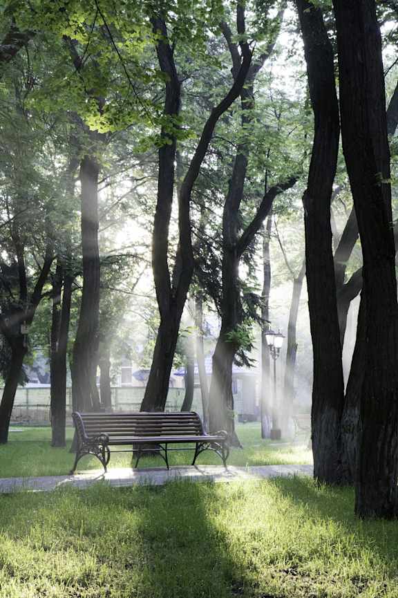 A park bench is situated under a tree.