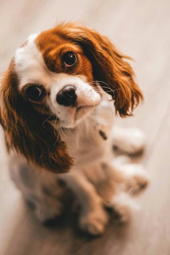 A small brown and white dog is looking up at the camera.