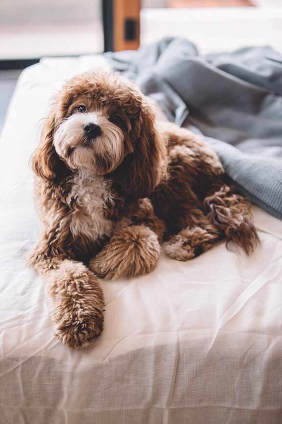 A small brown dog with curly fur is sitting on a white bed.
