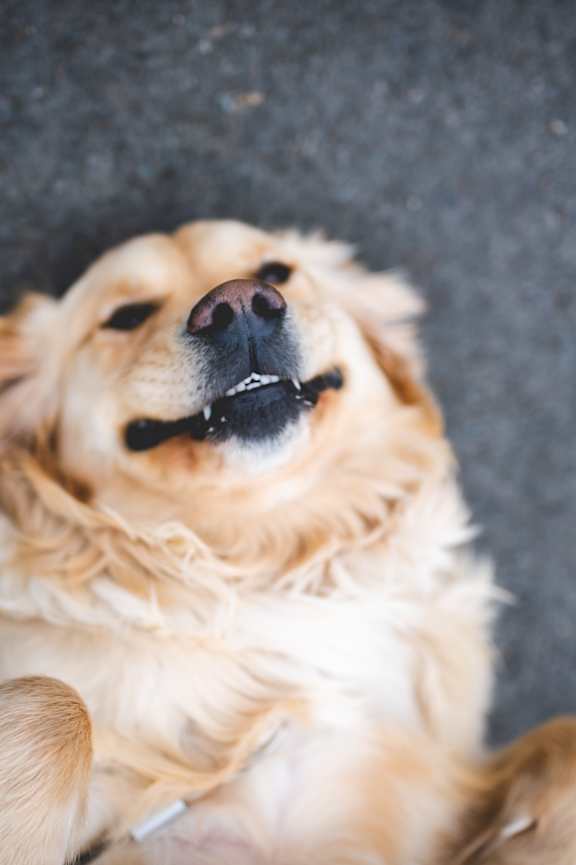 A golden retriever dog lying on its back with its paws up in the air.