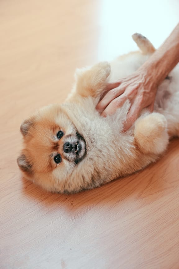 A small fluffy dog is being petted by a human hand.