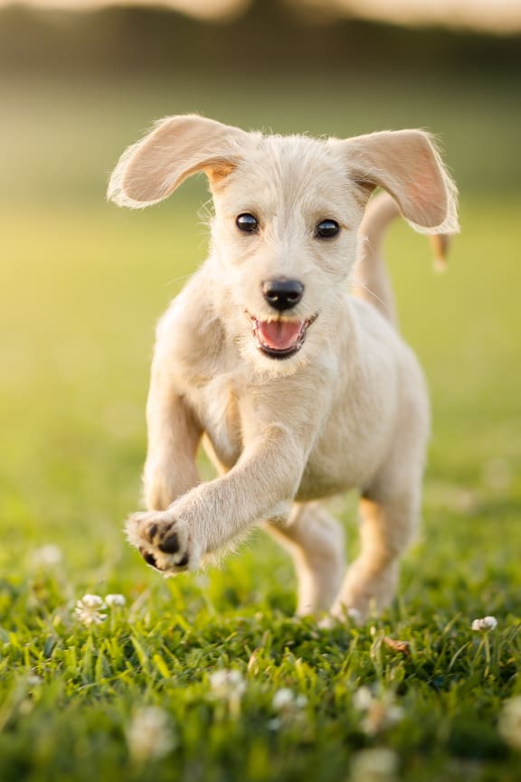 A small white dog is running in a field of green grass.