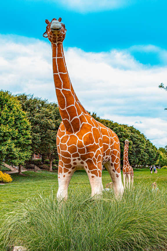 A giraffe stands in a grassy area with trees in the background at French District Villas Apartments, Missouri