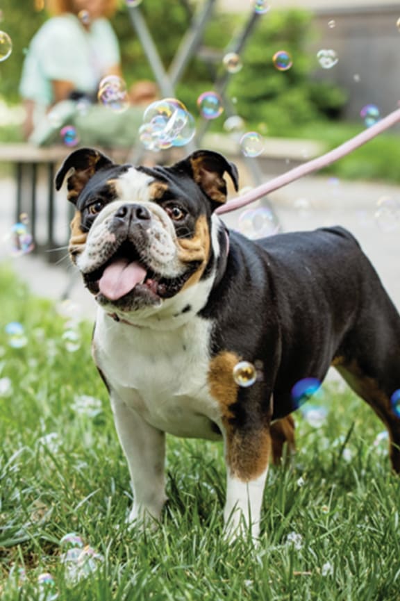 Pet Friendly at Walnut Street Commons, Allentown, PA, Pennsylvania, 18101