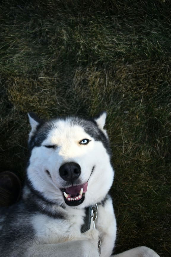 a dog sitting in the grass with its mouth open