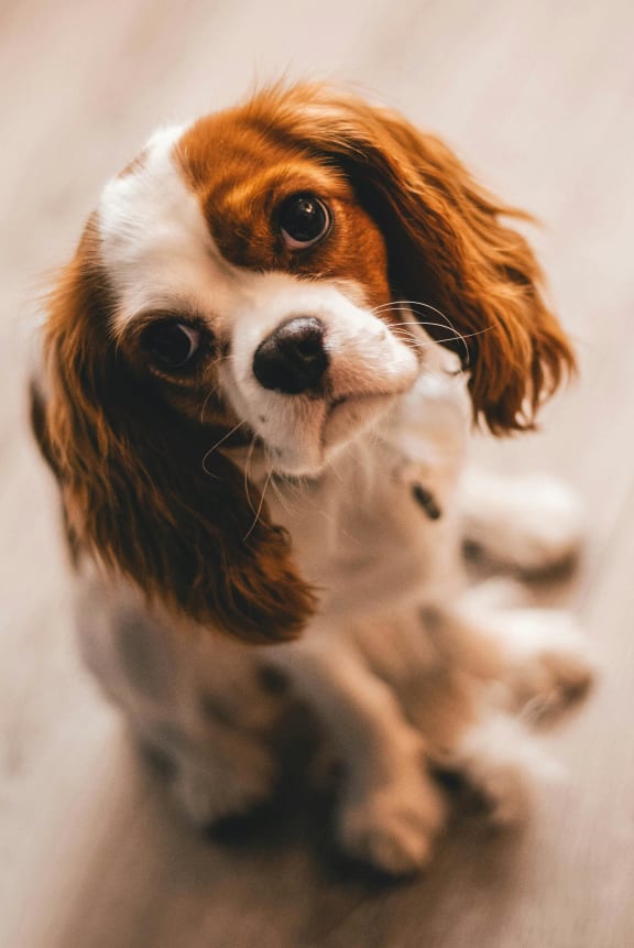 a small brown and white dog laying on a bed