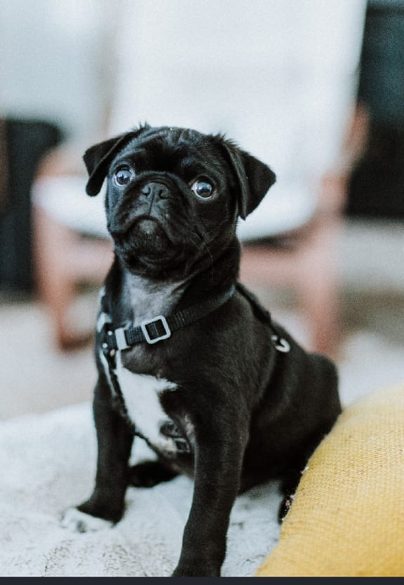 a black and white pug dog sitting on a couch at Icon Apartments, Washington, 98104