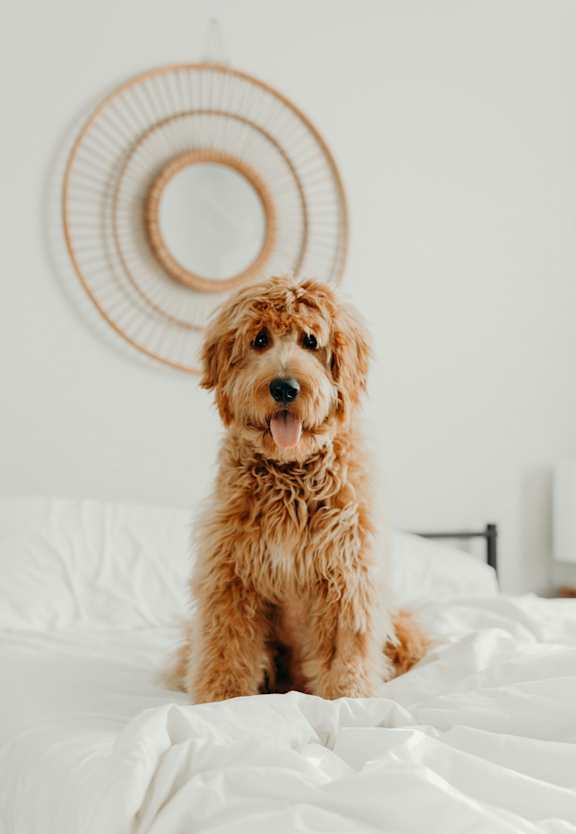 A brown dog is sitting on a white bed.