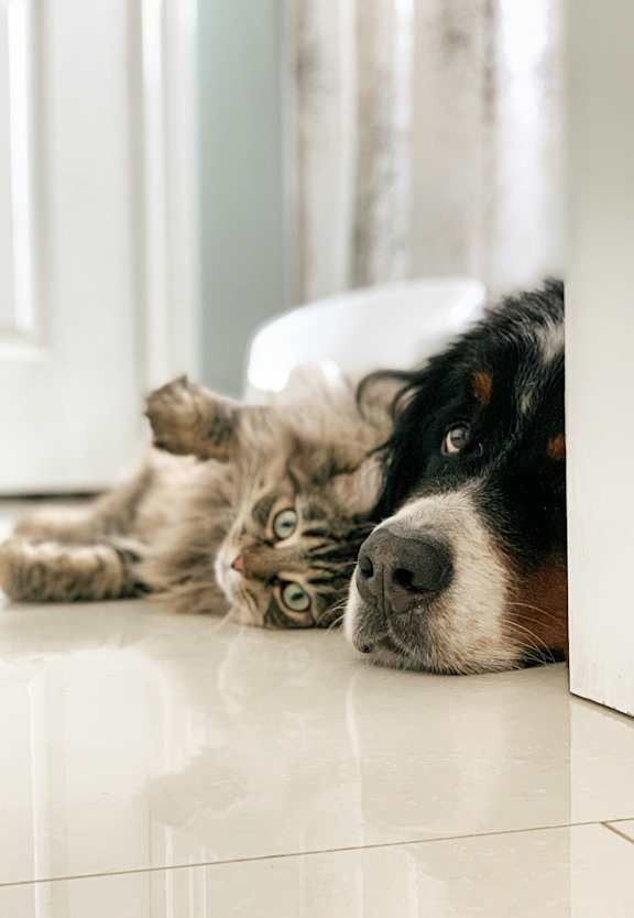 A cat and a dog are lying on the floor at Silverbrook Apartments Apartments, Ridgeland, MT