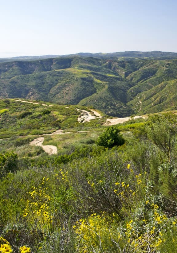 a view of rolling hills and mountains with yellow flowers