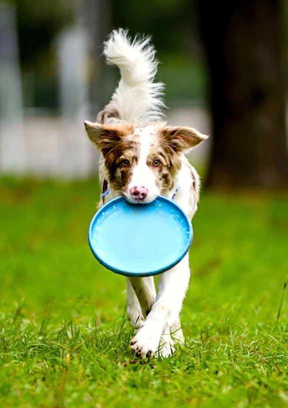 A dog is running with a blue frisbee in its mouth.