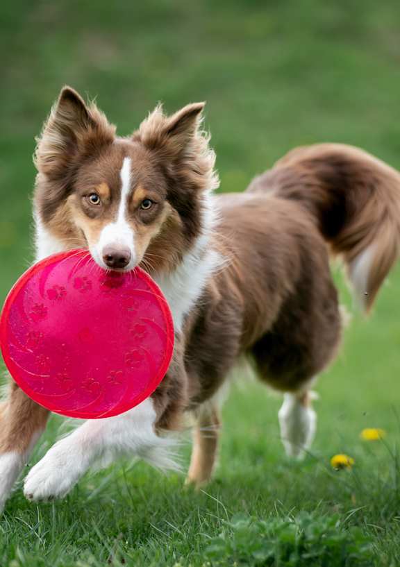 A dog is running with a red frisbee in its mouth.