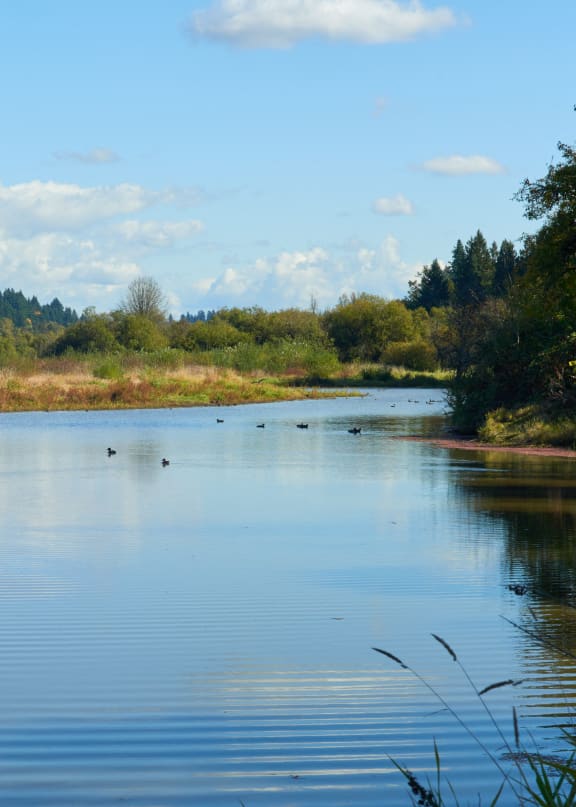 a river flows through a grassy area with trees on the other side of it
