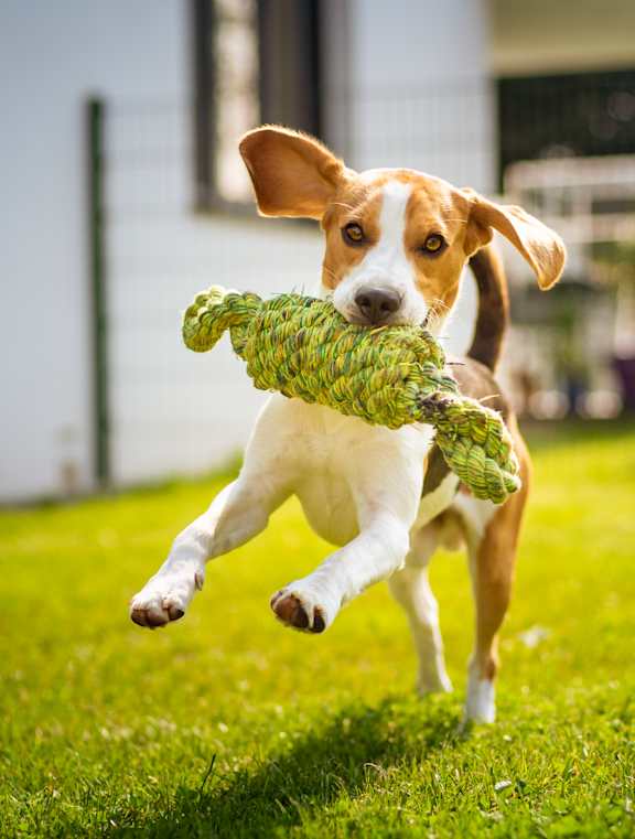 A dog is running with a green toy in its mouth.