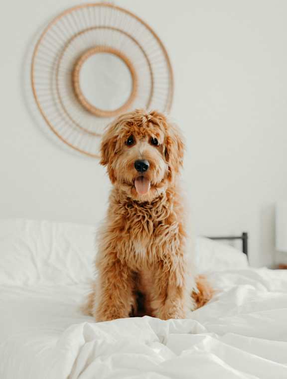 A brown dog is sitting on a white bed.