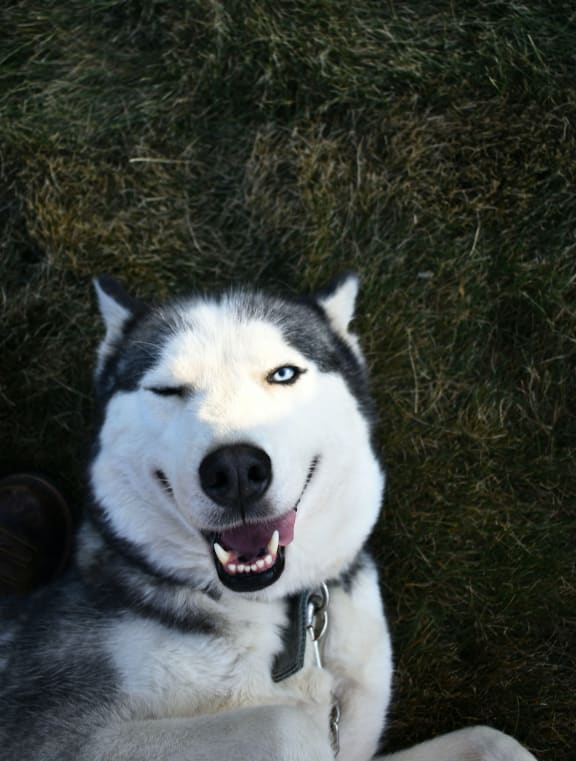 a husky dog laying in the grass with its eyes closed