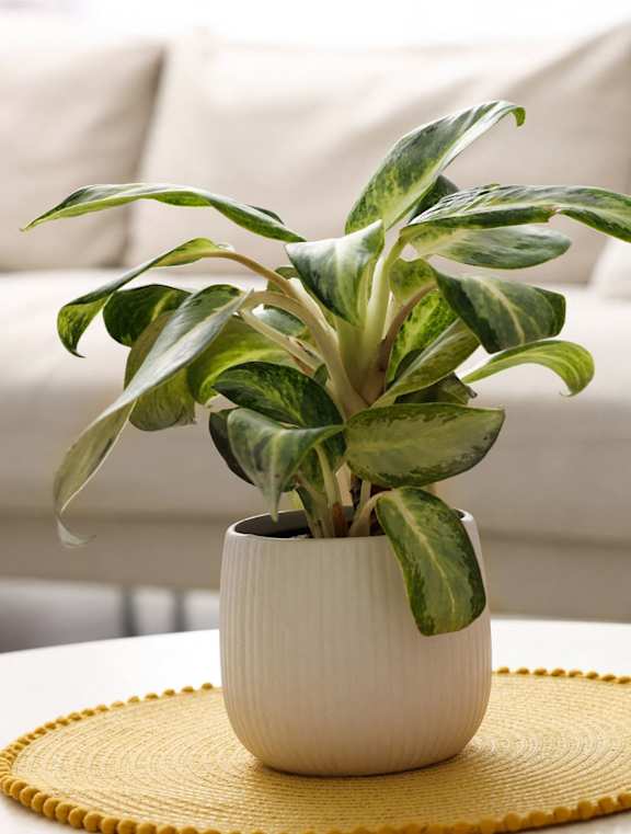 A potted plant sits on a table in a living room.