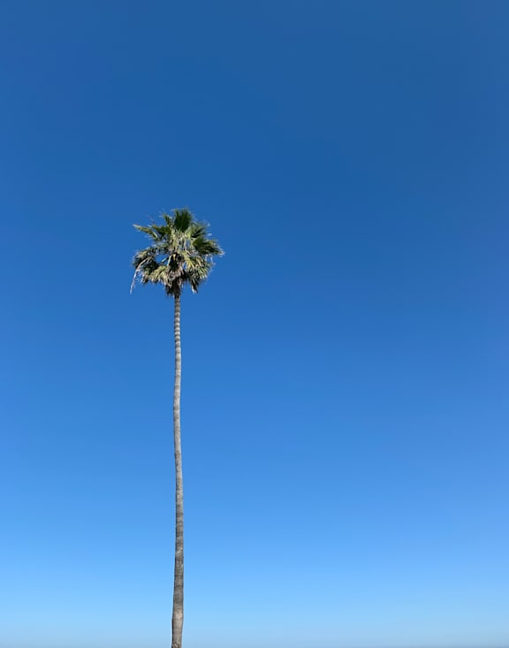 A tall palm tree stands against a clear blue sky.
