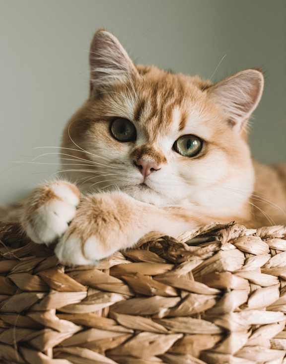 A cat with green eyes is sitting in a woven basket.