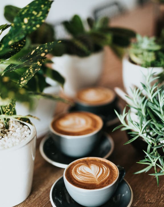 coffee
