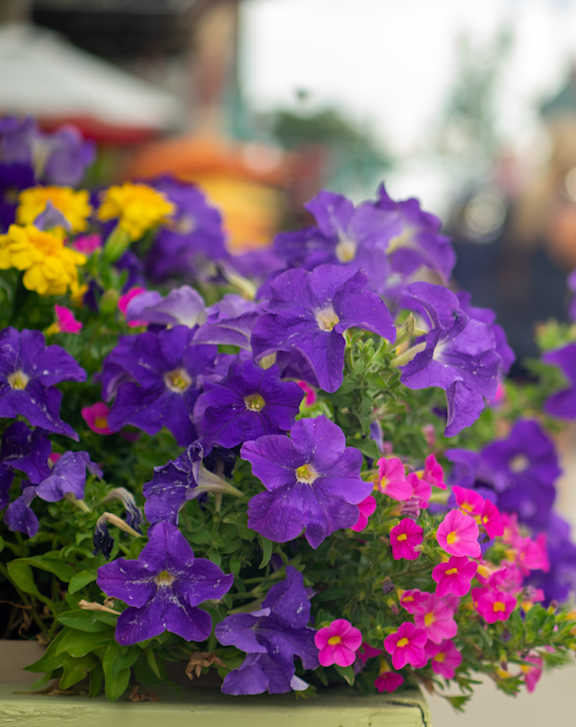 Purple Flowers at The Venue on Knox Apartments, Minneapolis, Minnesota
