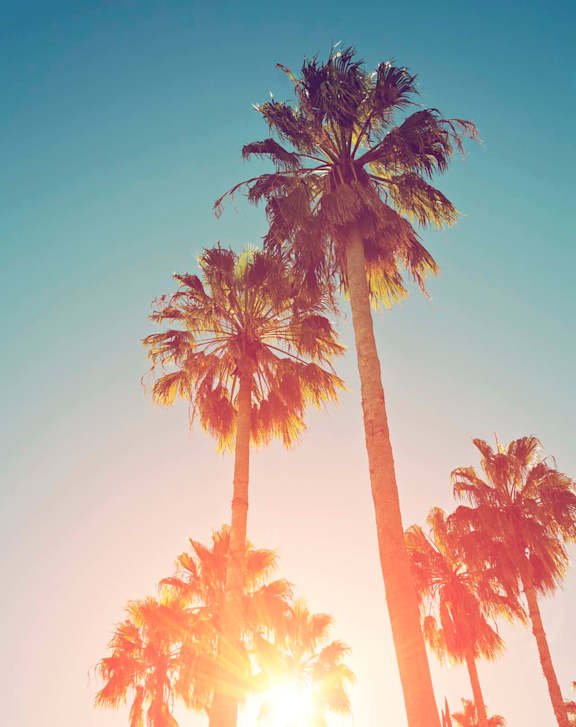 Palm Trees at Northridge Gardens Apartments, California