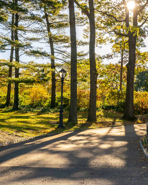 A tree-lined road with sunlight filtering through the leaves.