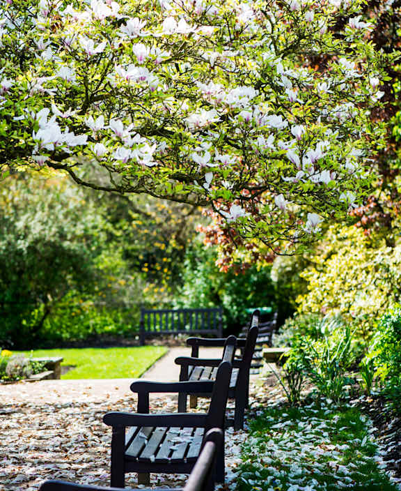A bench with the word "Wish" written on it is in front of a tree.